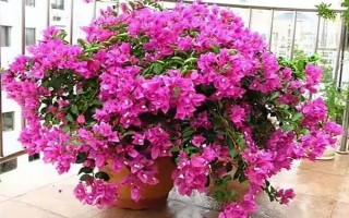三角梅的花期有多長，養(yǎng)護得當(dāng)一年四季開花不斷