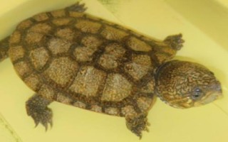 鷹嘴龜怎么養(yǎng)，水溫不要高于30℃