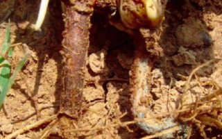 花生莖腐病的癥狀，初期根莖部出現(xiàn)顏色為黃褐色的病斑