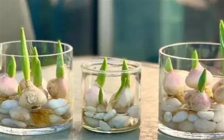郁金香種一次就會(huì)死亡嗎，屬于多年生草本植物可以重復(fù)栽種