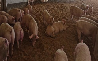 妊娠母豬不吃東西如何解決，飼喂健胃消食的藥物可治療不食癥