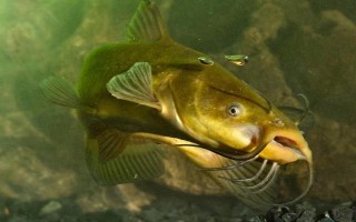 丸世8號魚鉤適合釣?zāi)姆N魚，適合釣黃顙魚、黑魚等
