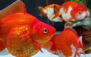 金魚能用自來水養(yǎng)嗎，自來水是軟水適合養(yǎng)魚