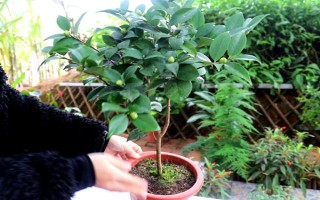 四季茶花好不好養(yǎng)，是比較好養(yǎng)活的花卉