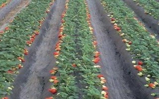12月的草莓能不能吃，12月才開(kāi)始成熟可以吃