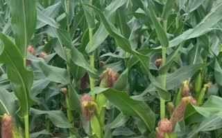 MC812玉米種子介紹，接種鑒定中抗大斑病和小斑病