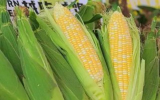 洛玉114玉米品種簡介，每畝適合種植的密度為4000株左右