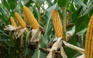 甘農(nóng)211玉米種子簡(jiǎn)介，種植密度每畝5000株