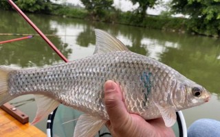 鯪魚簡介，常見的有土鯪、麥鯪、泰鯪等