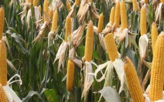 云玉1608玉米種子介紹，畝植密度3000株左右