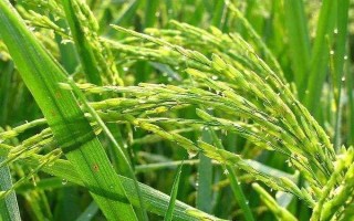 永豐優(yōu)8563水稻種子特征特性，弱感光秈型三系雜交水稻品種