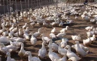 養(yǎng)殖1000只旱鴨的成本，鴨苗和鴨料成本總共需要2.3萬元左右