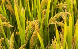 水稻貪青晚熟的預(yù)防措施，應(yīng)注意種植密度和合理施肥等