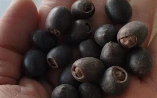 碗蓮荷花種子的種植方法，種子通常需要人工開口
