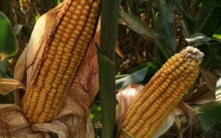 斯達(dá)糯36玉米品種的特性，密度3500株/畝左右