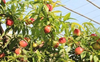 桃樹春天管理技術(shù)，早春花期和幼果期需特別注意天氣預(yù)報(bào)
