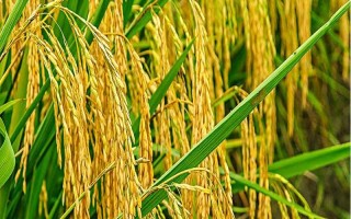 荃優(yōu)699水稻種子特征特性，每畝有效穗數(shù)13.7萬