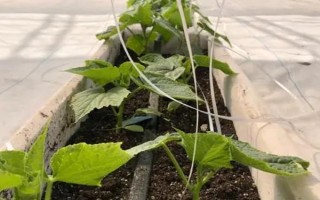 水果黃瓜的種植方法，定植5-7天后要澆緩苗水