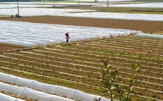 怎么用地膜種玉米，育苗移栽需要先栽苗再覆膜