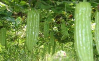 苦瓜的種植時(shí)間，南方在1-3月露天種植