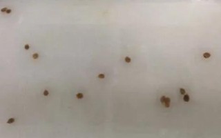 圣女果育苗期如何管理，沒有完全齊苗之前為其提供高溫環(huán)境