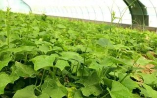 龍須菜怎么管理，株高達到10厘米時要進行二次間苗