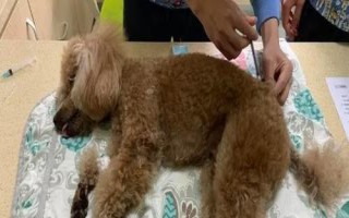 給狗狗洗牙的方法，首先需要給狗狗進(jìn)行全身麻醉