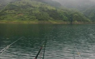 如何手竿釣鱸魚，是兇猛的肉食性魚類
