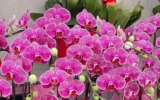 蝴蝶蘭好不好養(yǎng)，屬于好養(yǎng)的一類植物