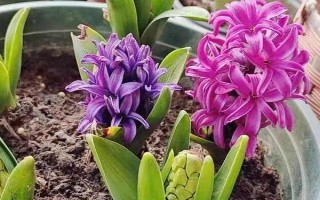 風(fēng)信子的花語是什么，寓意懷念、勝利等
