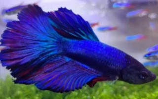 泰國(guó)斗魚吃小魚嗎，在饑餓狀態(tài)下會(huì)吃掉小魚