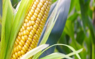 富華12號玉米種子簡介，兩年區(qū)試平均生育期127天