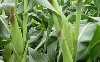 福玉288玉米種子介紹，生育期109.5天