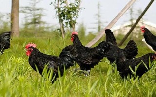為何家里不能養(yǎng)烏雞，主要就是由于衛(wèi)生問(wèn)題