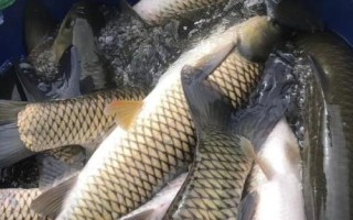 如何養(yǎng)草魚，避免喂食發(fā)霉變質(zhì)飼料