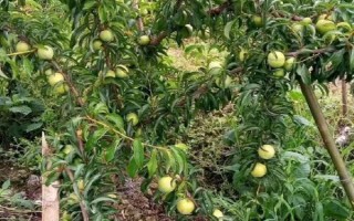 蜂糖李的種植前景，市場價達到60-90元/斤