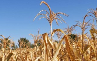 A2053玉米品種的特性，種植密度不宜過大