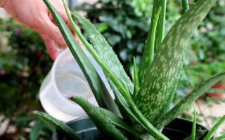 蘆薈需要經(jīng)常澆水嗎，澆水頻率與季節(jié)還有溫度有關系