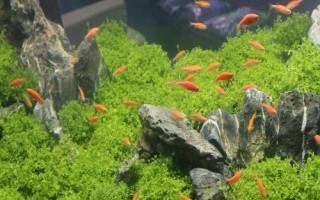 魚缸怎樣保持弱酸性水，可以給魚缸充氧