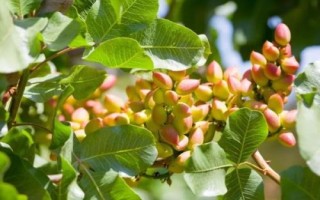 種植開(kāi)心果樹(shù)要注意什么，需種在通透性較好的土壤中