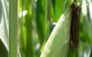 翔玉791玉米種子簡介，適應區(qū)4月下旬至5月上旬播種