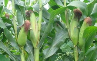 隆平943玉米品種的特性，4月下旬至5月上旬播種