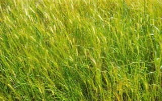 輪選125小麥種子介紹，與對照品種周麥18熟期相當(dāng)