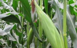 中科玉507玉米種子介紹，4月下旬至5月上旬播種