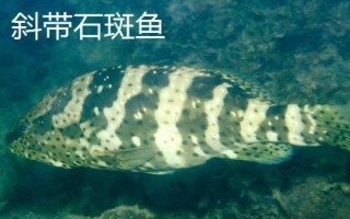 石斑魚(yú)的種類(lèi)，種類(lèi)繁多分布在不同地區(qū)