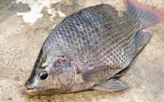 羅非魚的價格，因規(guī)格、地區(qū)等條件而異