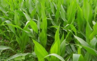 天利禾799玉米種子介紹，中早熟品種
