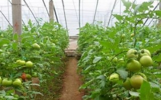番茄青枯病、枯萎病、莖基腐病的區(qū)別,發(fā)病規(guī)律和癥狀均不同