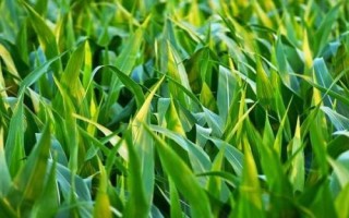 朝糯608玉米種簡介，基肥應(yīng)每畝施40千克