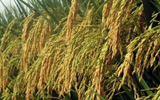金農(nóng)香占水稻品種簡介，每畝有效穗數(shù)19.6萬